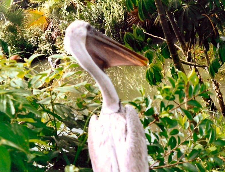 Pelikan