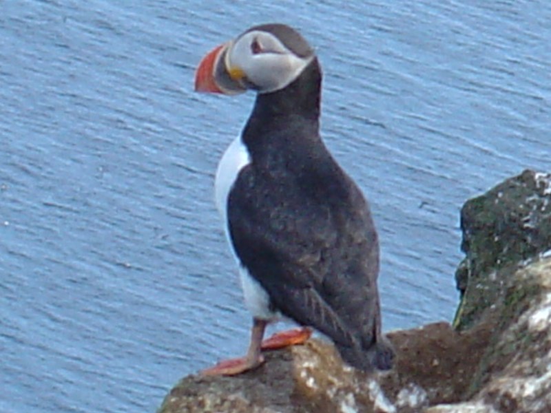 Foto aus dem Album Island Juli 2004